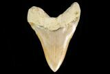 Serrated, Fossil Megalodon Tooth - West Java, Indonesia #161695-1